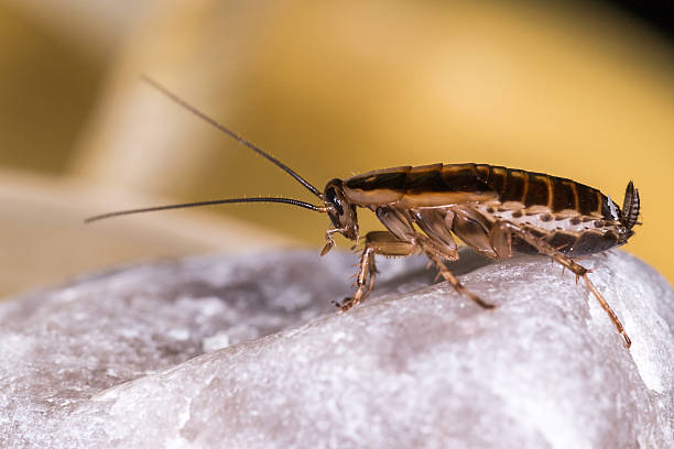 blatte germanique de profil